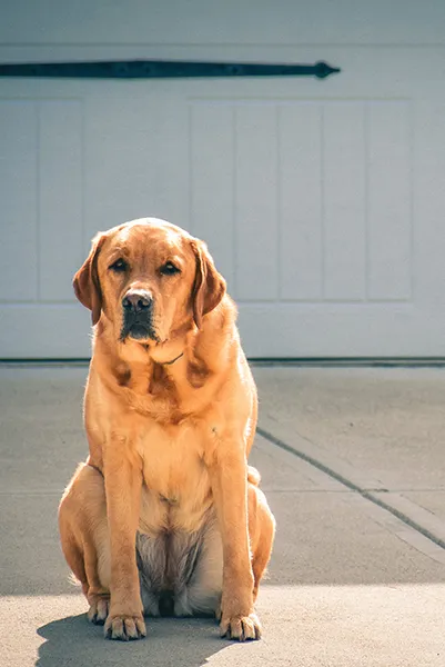 Dog on a clean driveway